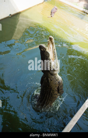 Jumping crocodile at Crocodylus wildlife park. Darwin, Northern Territory, AUSTRALIA. Stock Photo