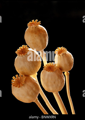 Dry poppy heads on black background Stock Photo