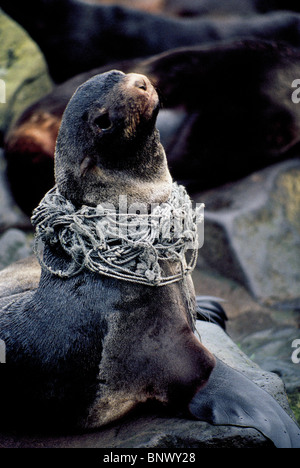 A distressed Northern Fur Seal entangled in a fishing net in the Bering Sea rests on St. Paul Island, one of the Pribilof Islands of Alaska, USA. Stock Photo