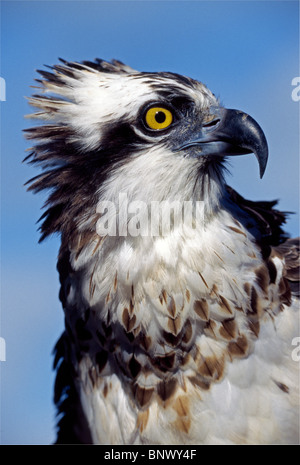 An osprey  makes a majestic raptor portrait of a fish-eating bird of prey that is also known as a fish eagle and a sea hawk. Stock Photo