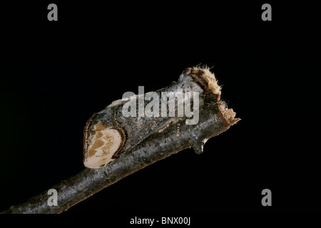 Buff-tip, Phalera bucephala, mimic a broken twig, seen here resting on birch. Stock Photo