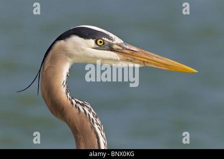 Adult Great Blue Heron close up of head Stock Photo