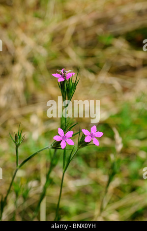 Deptford Pink wildflowers in the classification  Dianthus armeria and family Caryophyllaceae Stock Photo