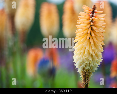 Kniphofia 'Tawny King. Red-hot poker 'Tawny King' . Torch lily flowers Stock Photo