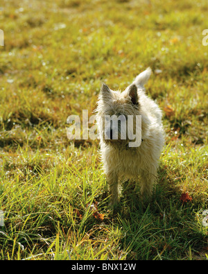 Cairn Terrier in autumn field Stock Photo