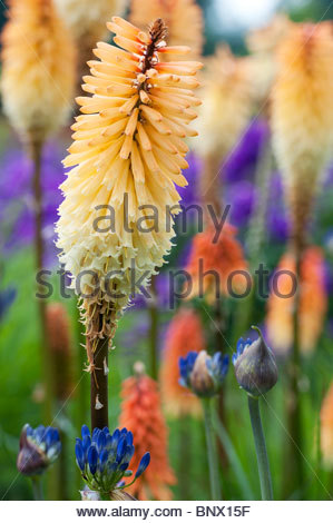 Red Hot Poker Death King