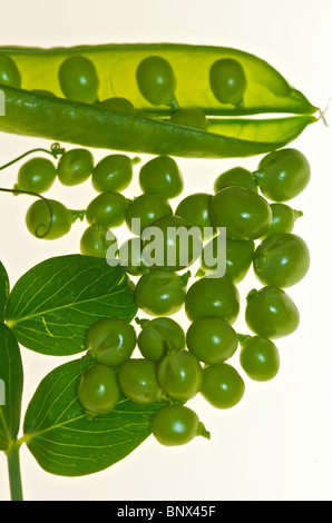 Peas Garden Peas organic displayed as a cut-out image of this favourite garden vegetable Stock Photo