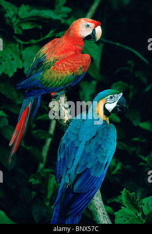 Portrait of a scarlet macaw with a blue and gold macaw. Stock Photo