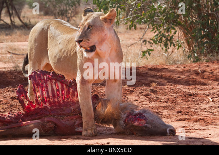 Lioness eating the killed waterbuck (Kobus ellipsiprymnus), Tsavo East National park, Kenya. Stock Photo