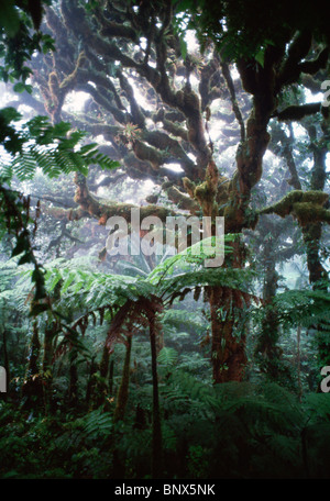 Inside Jungle, rainforest nature. Tropical forest landscape Stock Photo ...