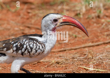 Red-billed Hornbill (Tockus erythrorhynchus) portrait, Tsavo East national Park, Kenya. Stock Photo