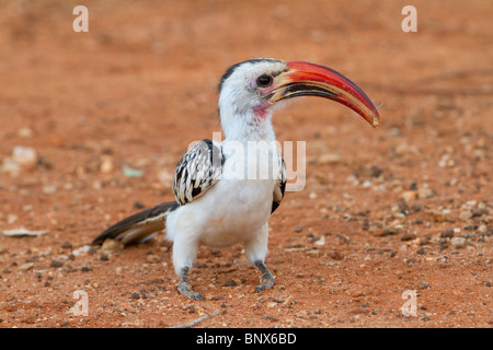 Red-billed Hornbill (Tockus erythrorhynchus) with a grasshopper, Tsavo East national Park, Kenya. Stock Photo