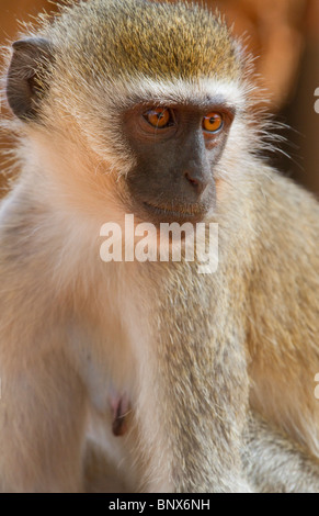 vervet monkey (Chlorocebus, pygerythrus) portrait. Stock Photo
