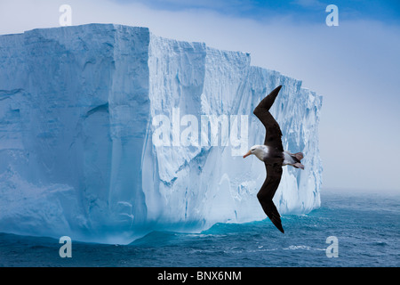Black-browed albatross flying past iceberg, Antarctica Stock Photo