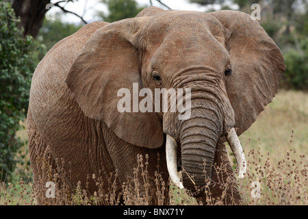 African Elephant (Loxodonta africana), Tarangire National Park, Tanzania Stock Photo