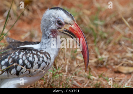 Red-billed Hornbill (Tockus erythrorhynchus) portrait, Tsavo East national Park, Kenya. Stock Photo