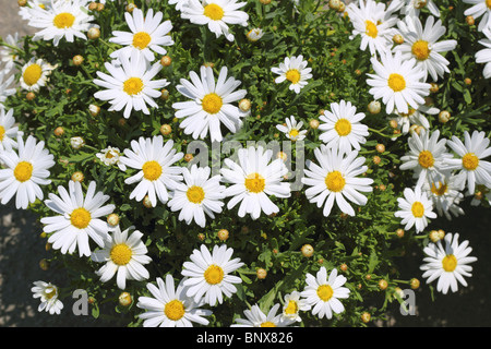 daisy flowers in yellow white garden spring Stock Photo