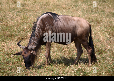 Wildebeest feeding on grass, Tanzania Stock Photo