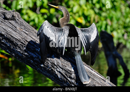 Pictured is an Anhinga, also known as the Snake-bird, drying her wings in the tropical La Tovara estuary near San Blas, Mexico. Stock Photo