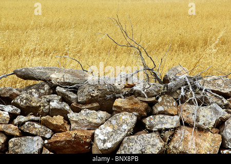 masonry stone wall golden summer field Formentera Balearic Islands Stock Photo