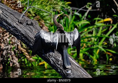 Pictured is an Anhinga, also known as the Snake-bird, drying her wings in the tropical La Tovara estuary near San Blas, Mexico. Stock Photo