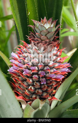 fresh pineapple fruit with purple flowers in indonesian orchard Stock Photo