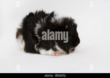 Black baby guinea pig Stock Photo