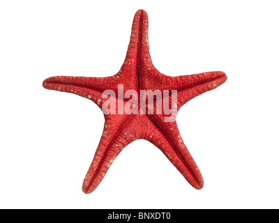 red sea star isolated on white background Stock Photo