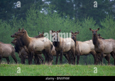 Roosevelt Elk cows in Gold River BC Canada Stock Photo