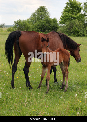 Horses grazing on the marshes Stock Photo