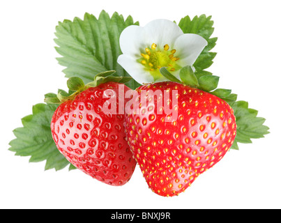 Tempting strawberries with leaves and flower. Isolated on a white background. Stock Photo