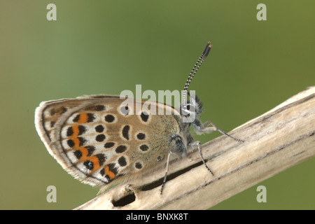 Female Silver Studded Blue Butterfly (Plebejus Argus) on dried stem, Prees Heath Shropshire June 2010. Stock Photo