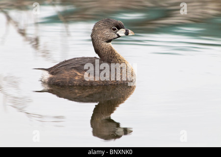 An adult Pied Grebe swimming