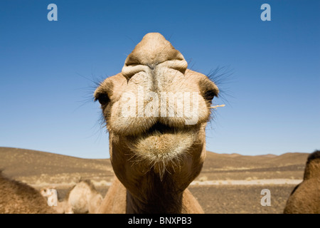 Camel looking at camera, close-up Stock Photo