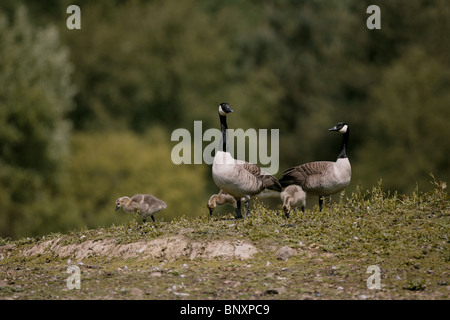 Canada Goose, Branta canadensis and goslings Forest of Dean, UK Stock Photo