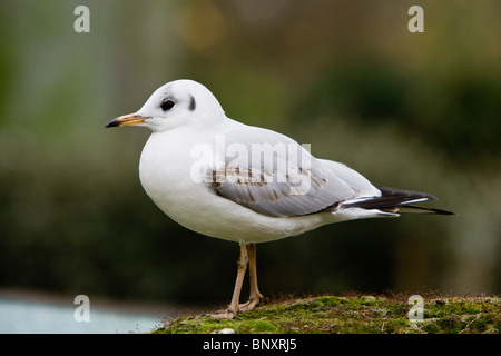 Immature Black-headed Gull (Chroicocephalus ridibundus) with winter plumage Stock Photo