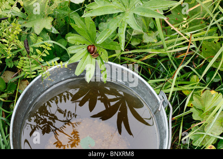 Metal bucket with rainwater in green grass Stock Photo