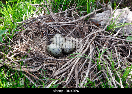 The nest of the Common Gull (Larus canus) in the wild. Stock Photo