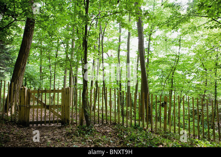Footpath leading through woods blocked by shut gate Stock Photo