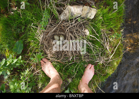 The nest of the Common Gull (Larus canus) in the wild. Stock Photo