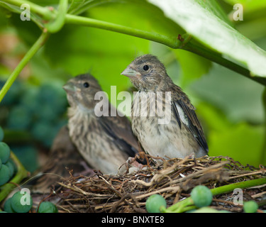 The nest of a Linnet (Acanthis cannabina, Carduelis) with baby birds in the nature. Stock Photo