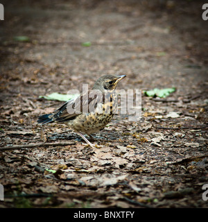 A young fledgeling of a Fieldfare, Turdus pilaris Stock Photo