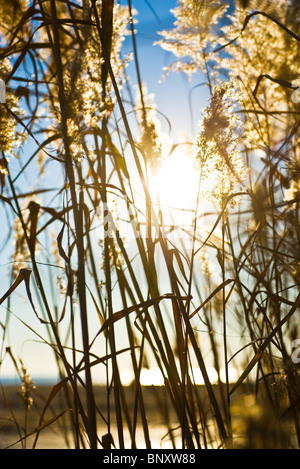 Dried reeds silhouetted against setting sun Stock Photo
