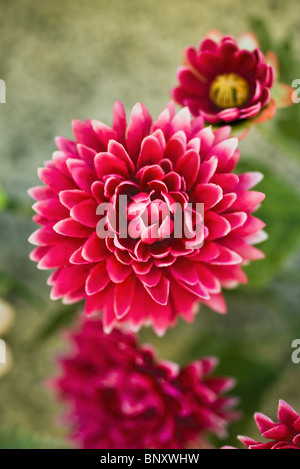 Silk flowers Stock Photo