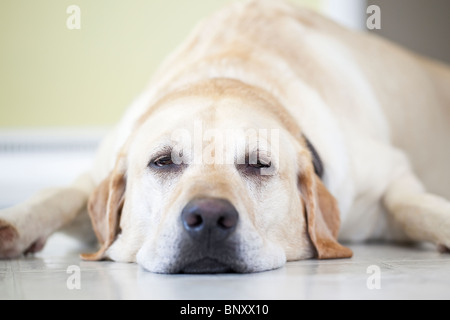 Close up view of a sleepy Yellow Labrador Retriever dog lying on floor.  Winnipeg, Manitoba, Canada. Stock Photo
