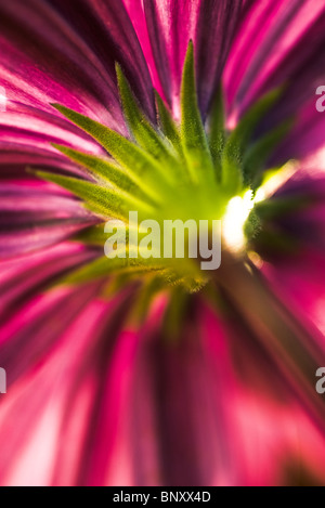 Underside of flower Stock Photo