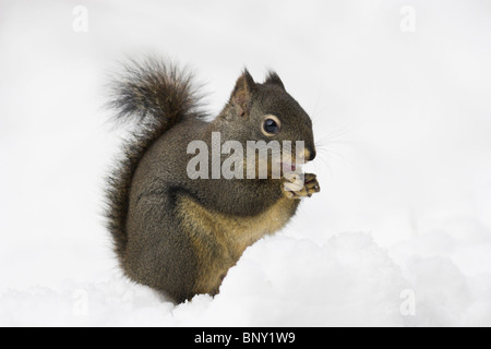 Douglas squirrel (Tamiasciurus douglasii) feeding in snow, Stanley park, Vancouver, Canada. Stock Photo