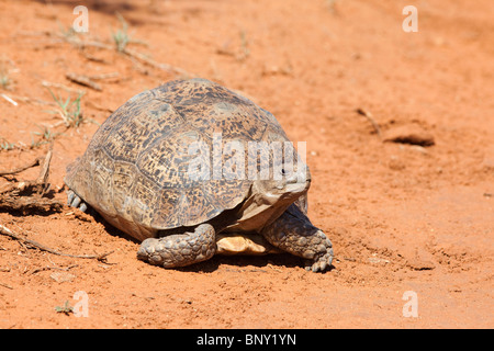 Leopard (Mountain) Tortoise, Geochelone pardalis, Kgalagadi transfrontier park, South Africa Stock Photo