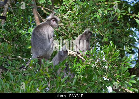 silver leaf monkey langur lutung Trachypithecus cristatus Stock Photo ...