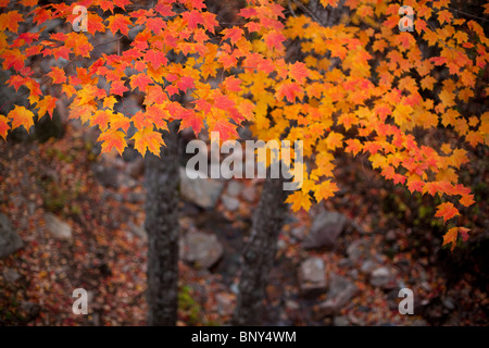 Orange Maple Tree Leaves, Waterfall Bridge, Acadia National Park, Maine, USA Stock Photo